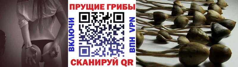 Псилоцибиновые грибы Magic Shrooms  Невель 